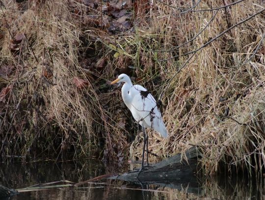 Jan Major - Ocalić od zapomnienia (2)